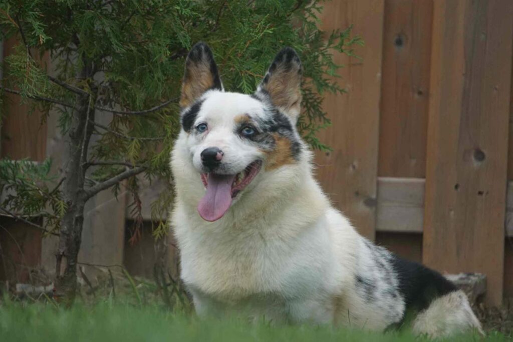 corgi dog