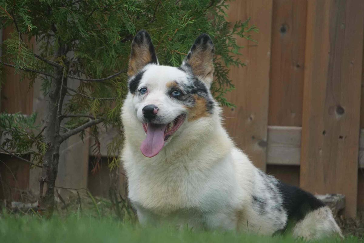 corgi dog