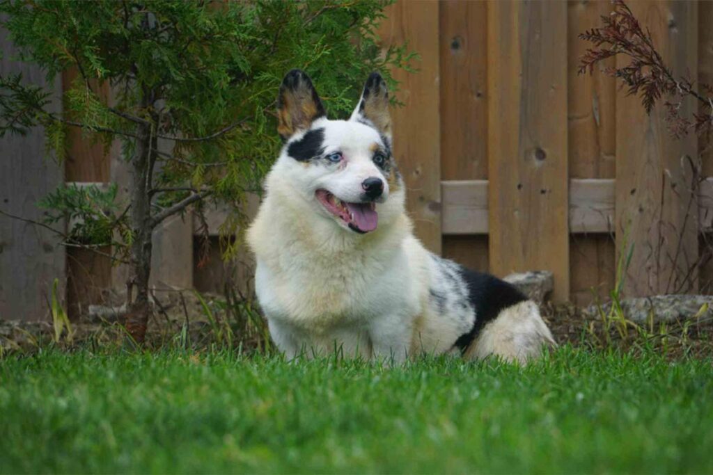 corgi dogs for adoption