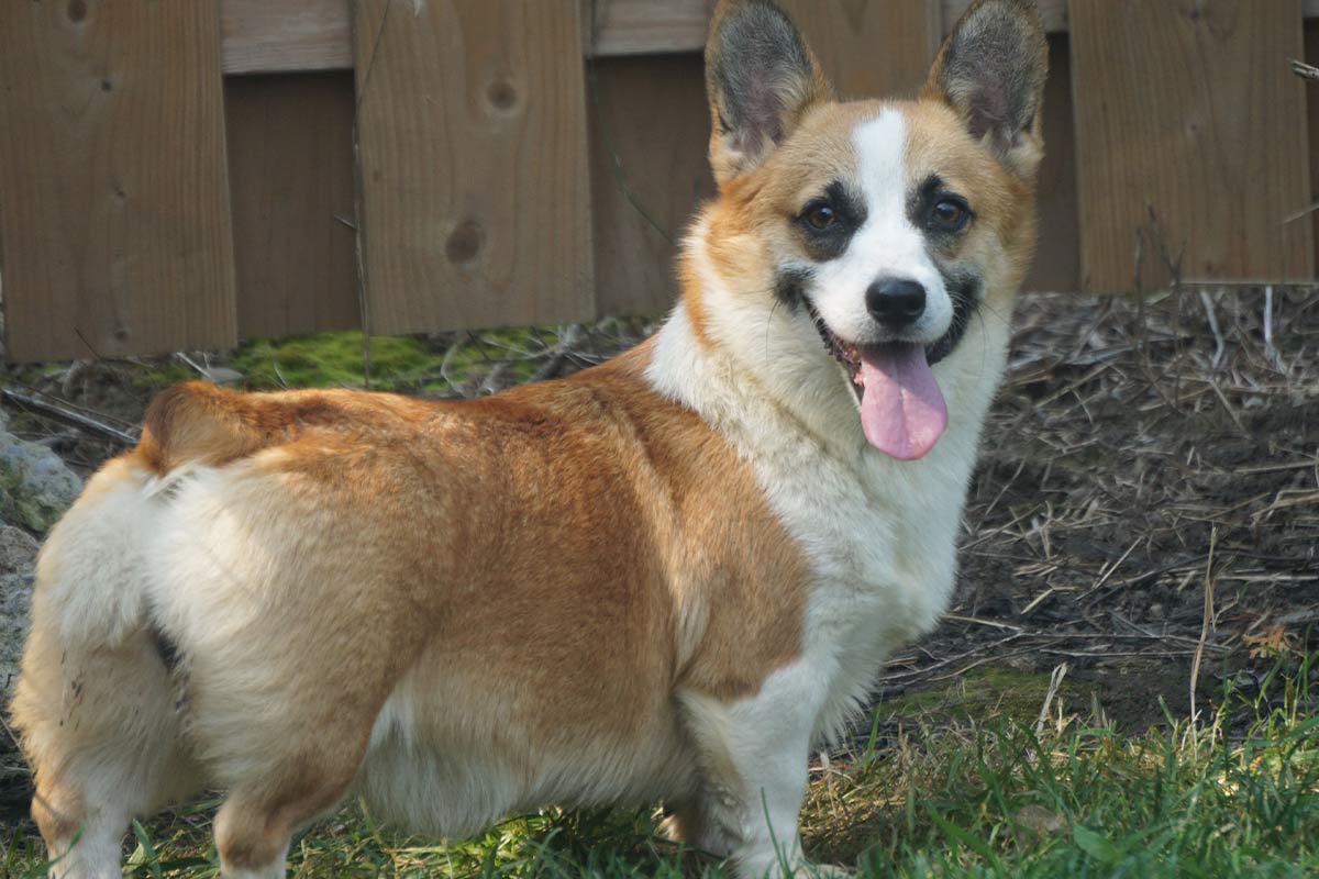 Young puppy enjoying kennel life at Maple Haven