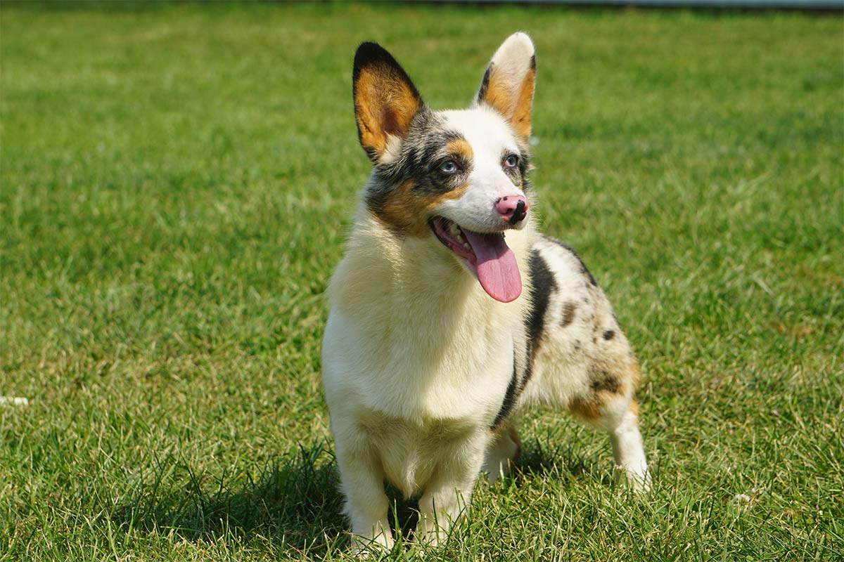 mom Oreo corgi adoption Ontario