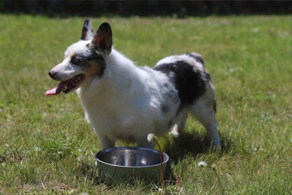 corgi dog1