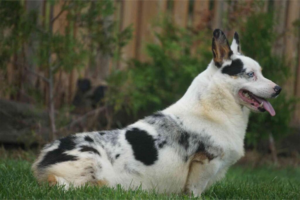 maple haven corgi dog