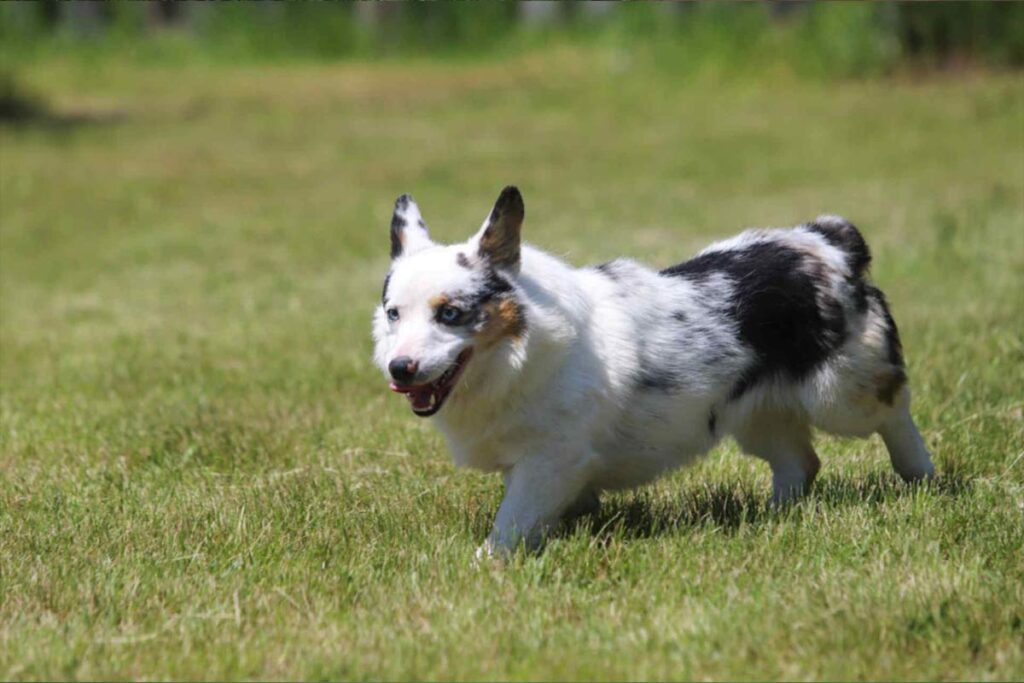 Maple haven merle dog