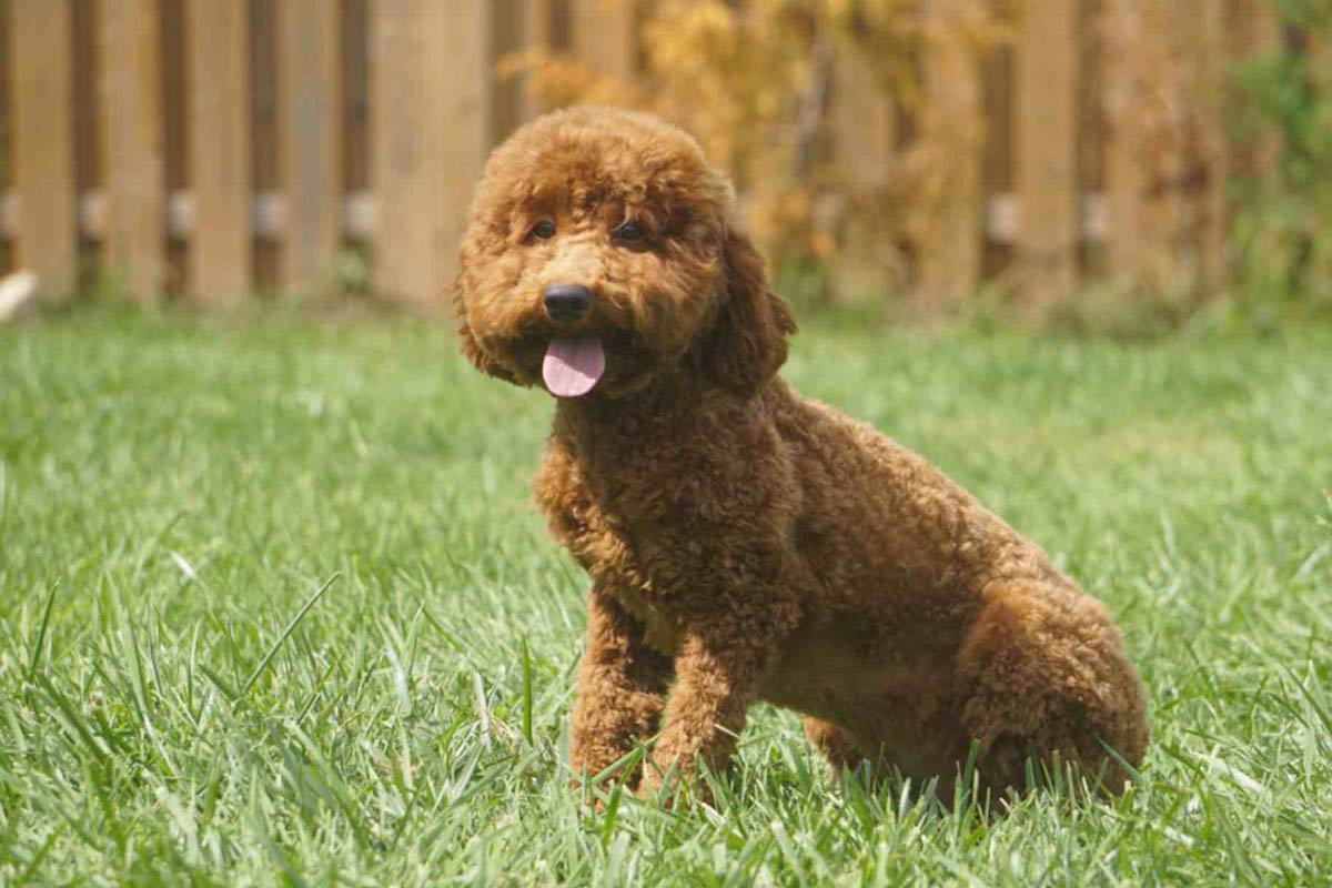 mom Peach bichon frise breeders Ontario