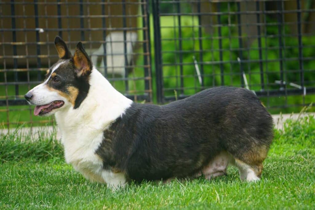 corgi