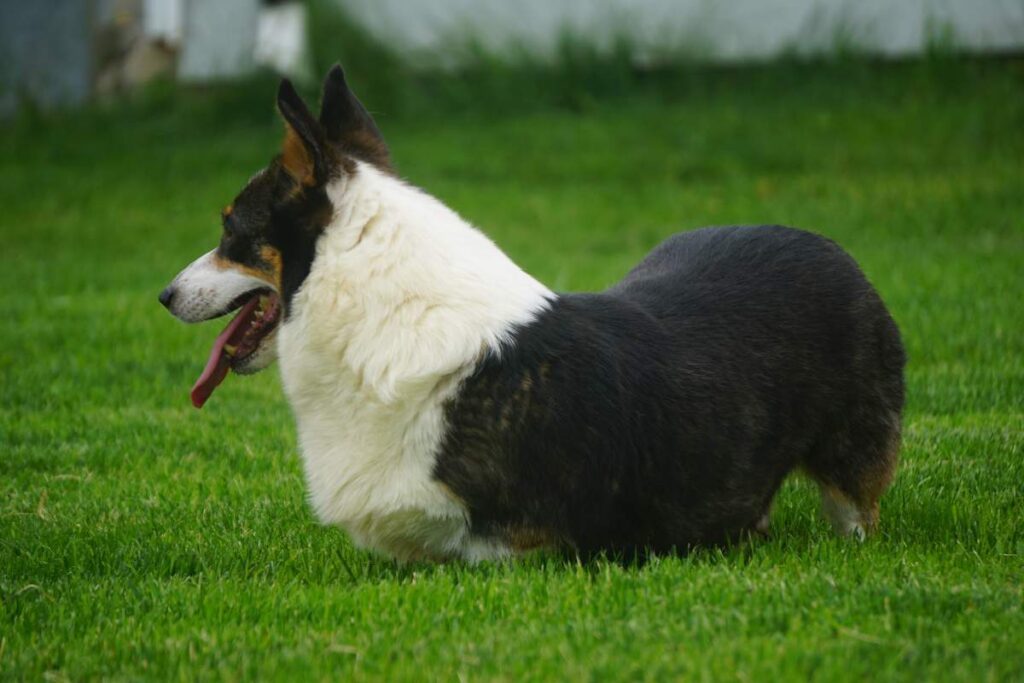 corgi