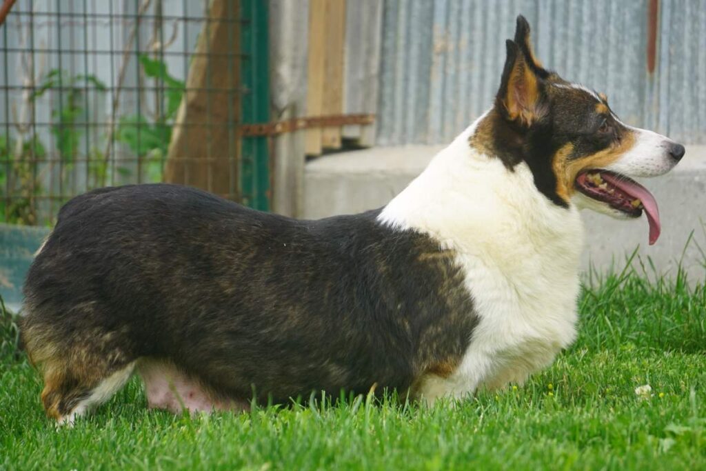 corgi