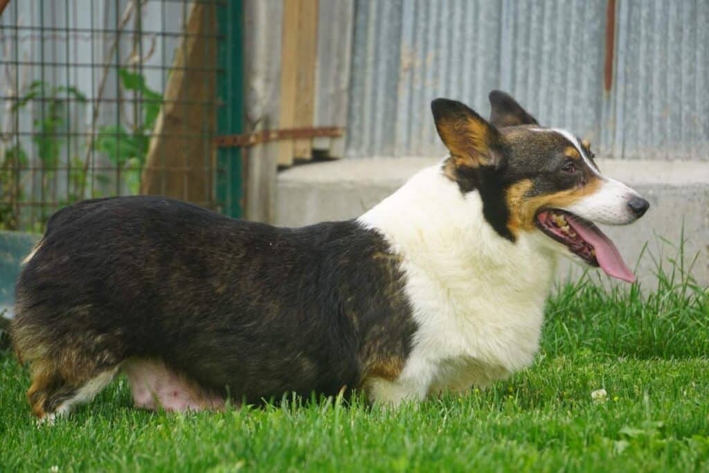 corgi