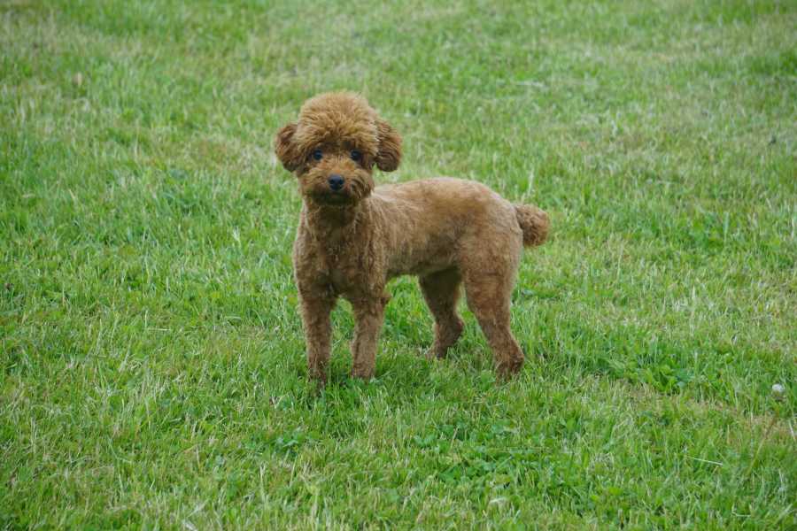 Miniature Poodle puppy