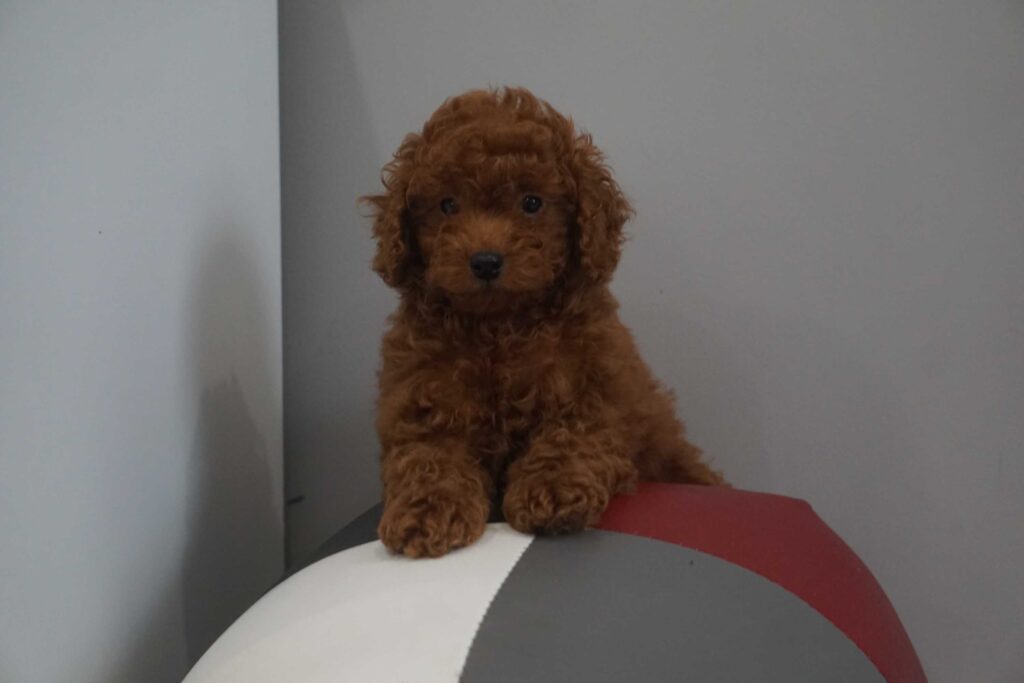 Miniature Poodle puppy