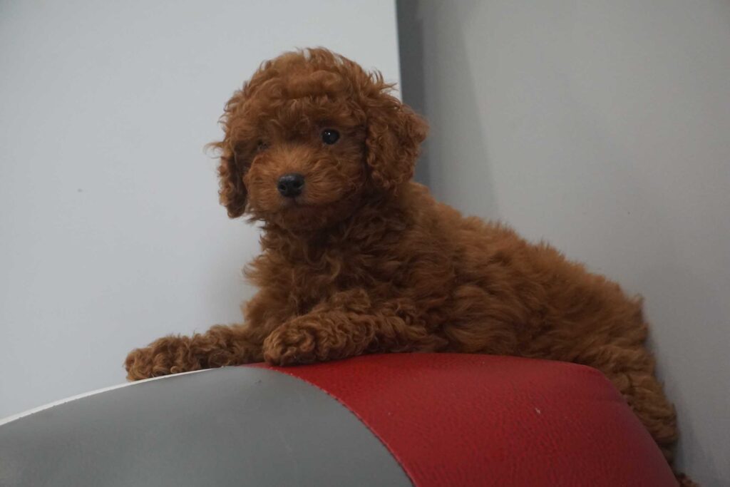 Miniature Poodle puppy