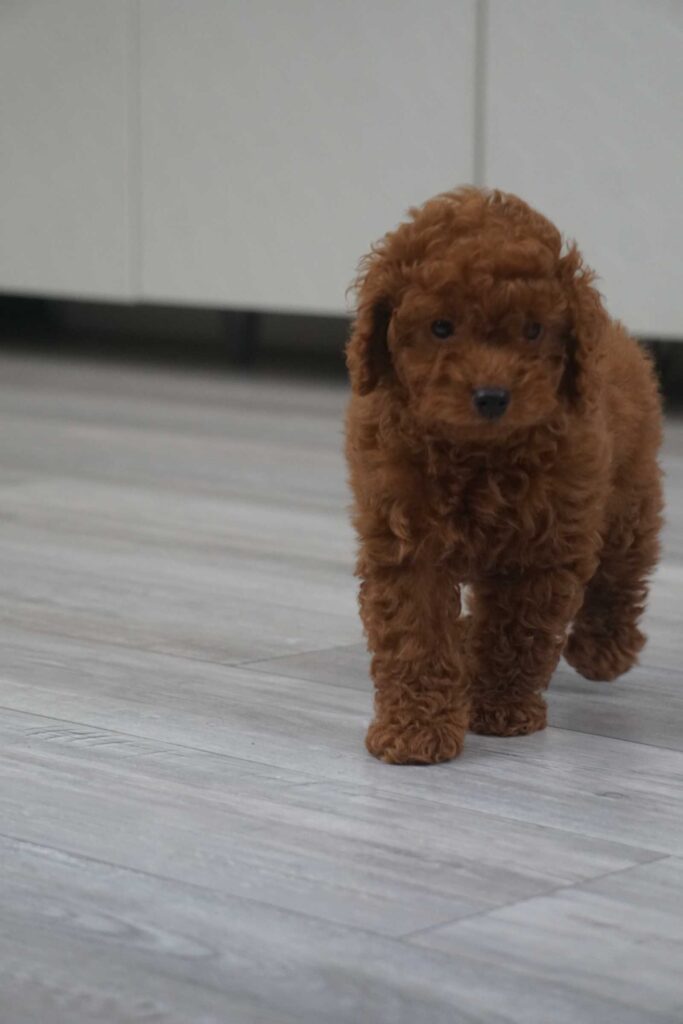Miniature Poodle puppy