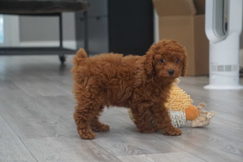 Miniature Poodle puppy