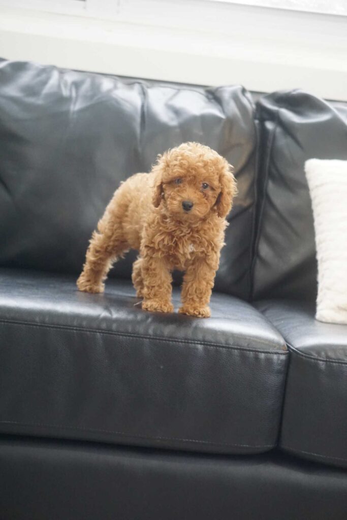 Miniature Poodle puppy