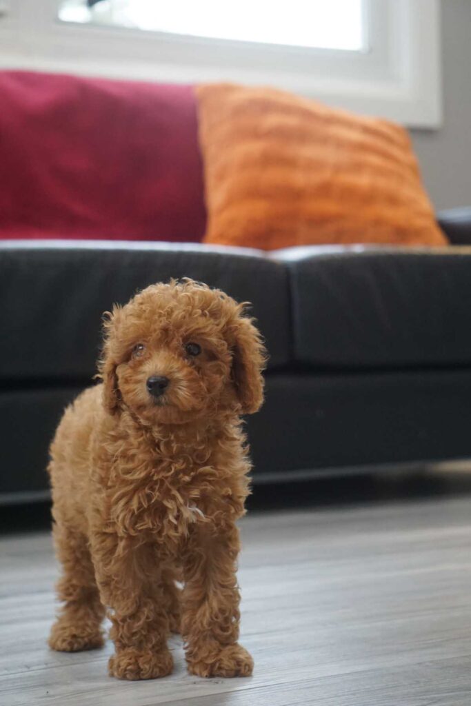 Miniature Poodle