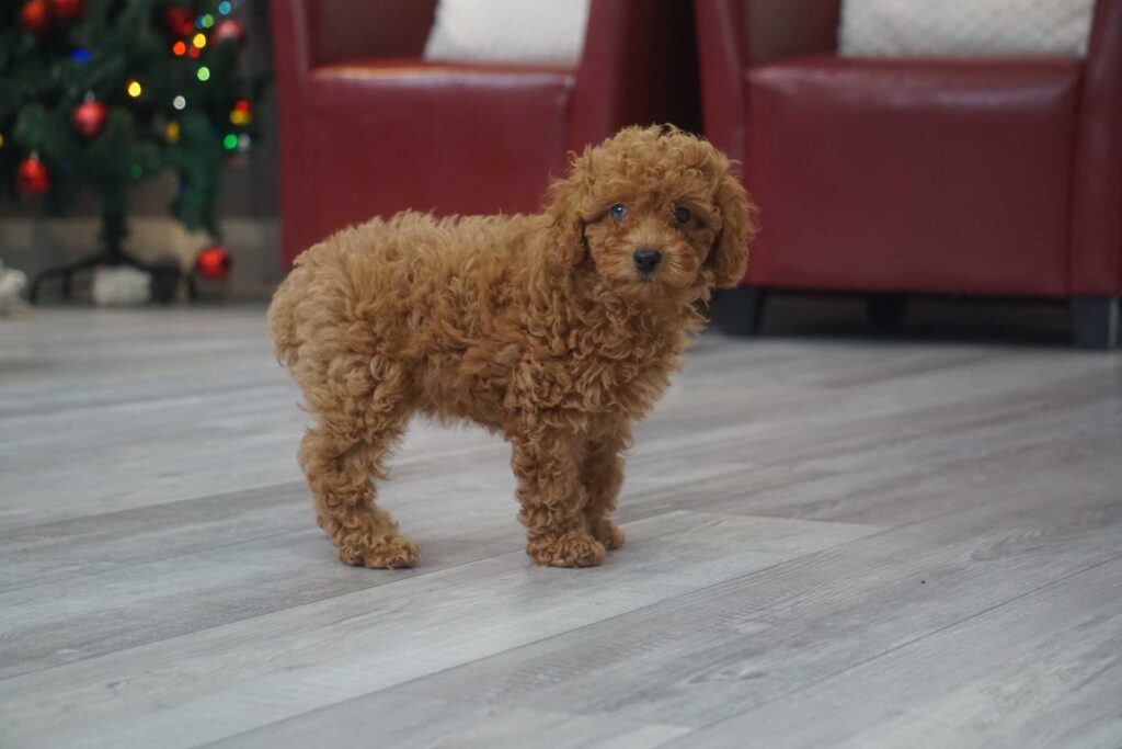 Miniature Poodle