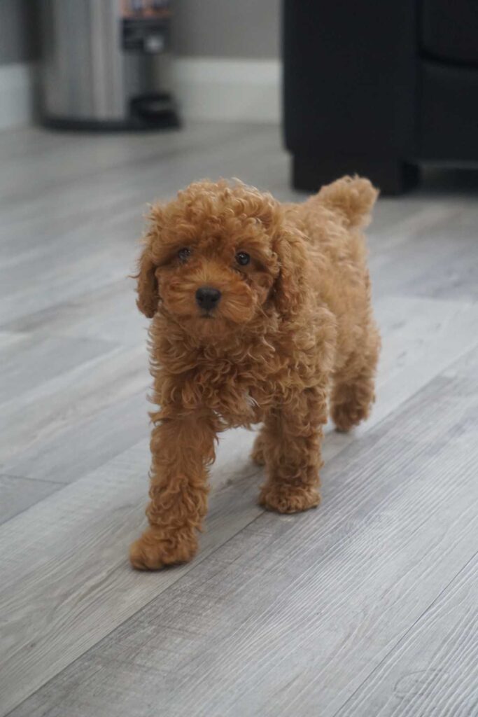 Miniature Poodle