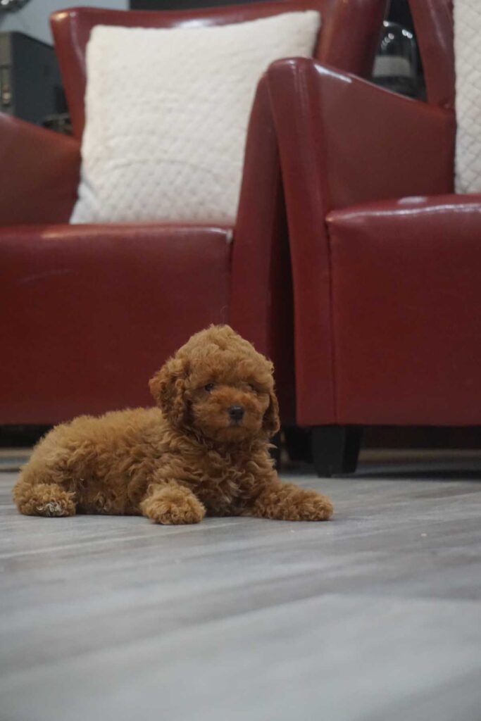 Miniature Poodle puppy