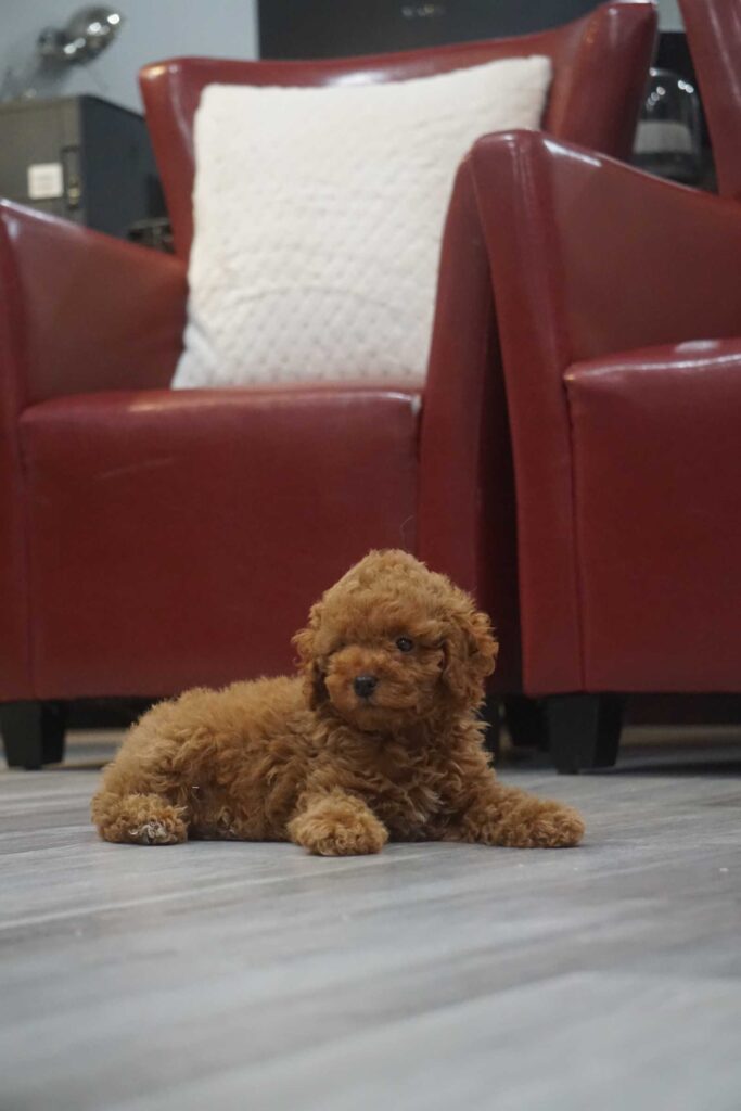Miniature Poodle puppy