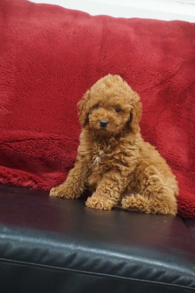 Miniature Poodle