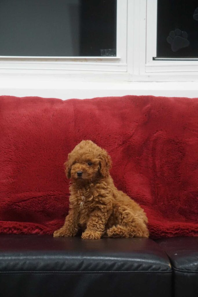 Miniature Poodle