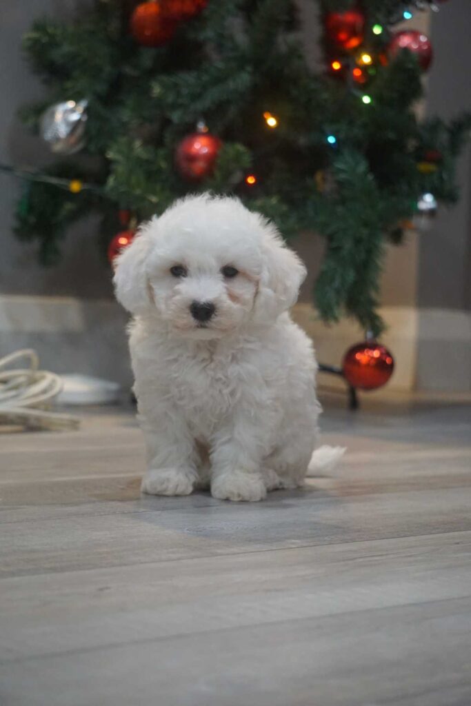 Bichon frisé puppy