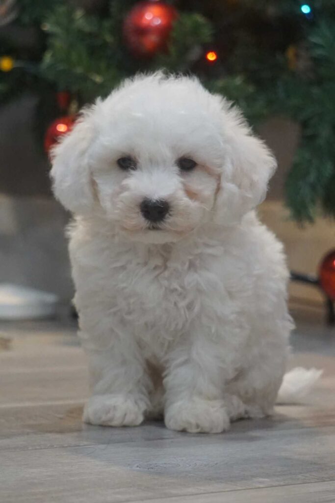 Bichon frisé puppy