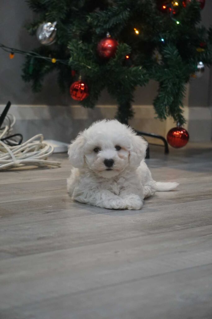 Bichon frisé puppy