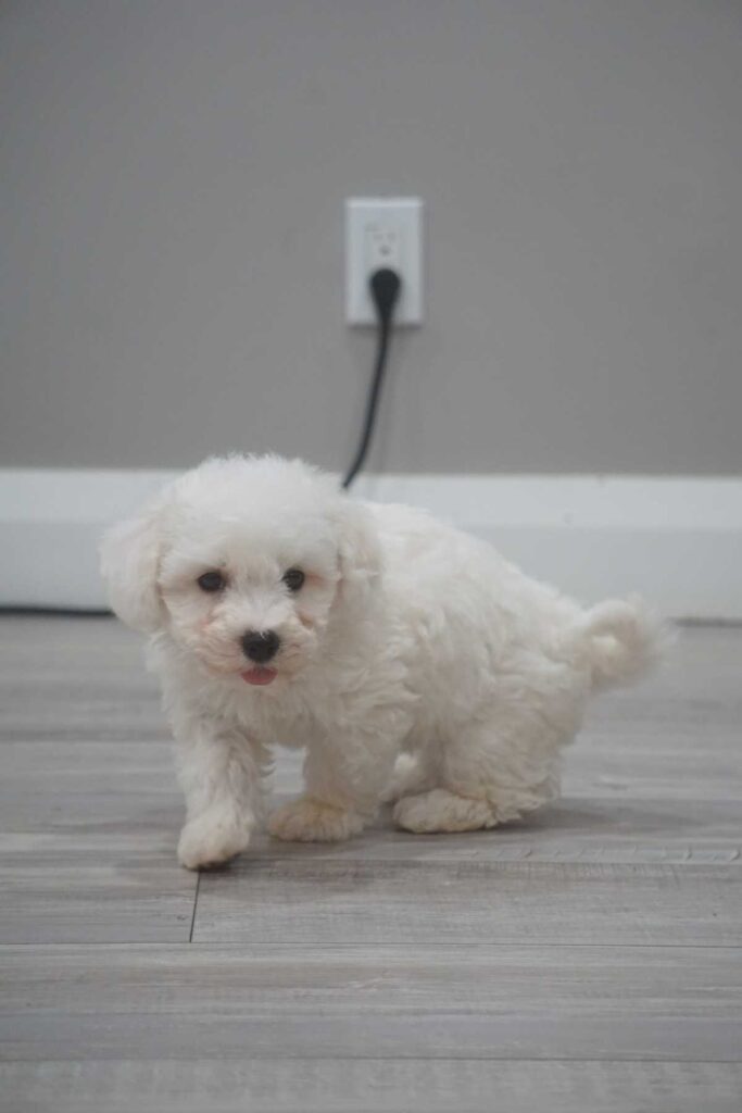 Bichon frisé puppy