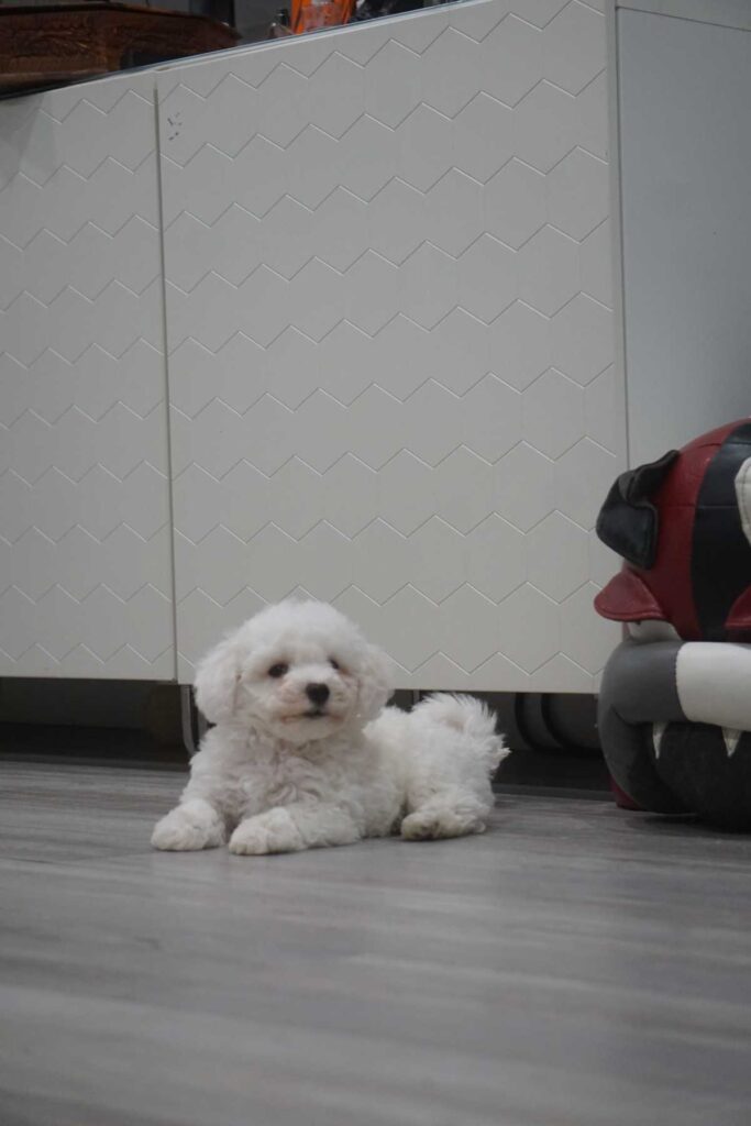 Bichon frisé puppy