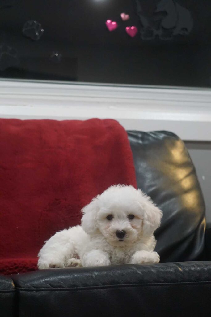 Bichon frisé puppy