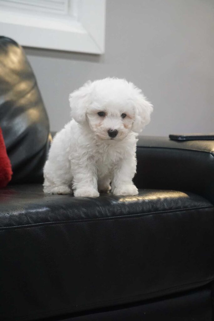 Bichon Frisé puppy