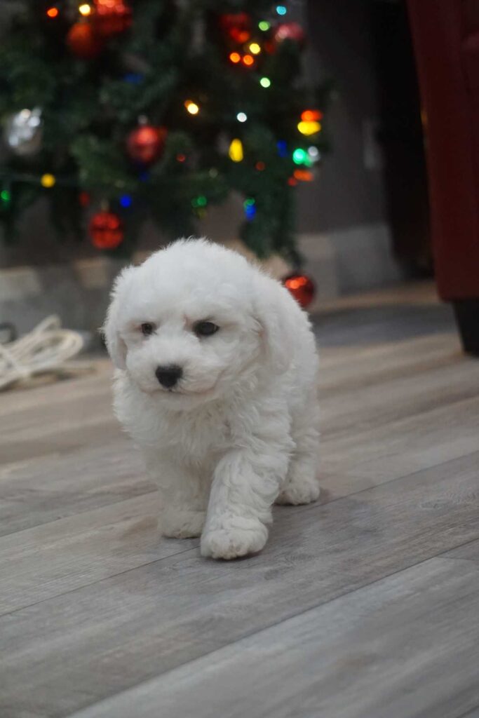 Bichon frisé puppy