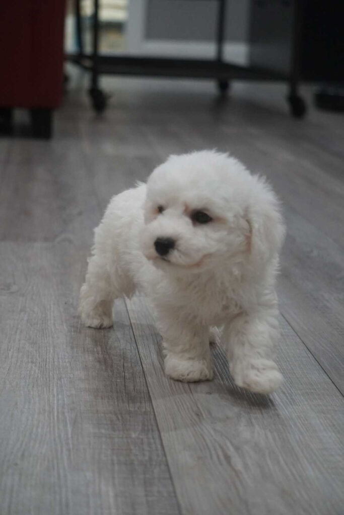 Bichon frisé puppy