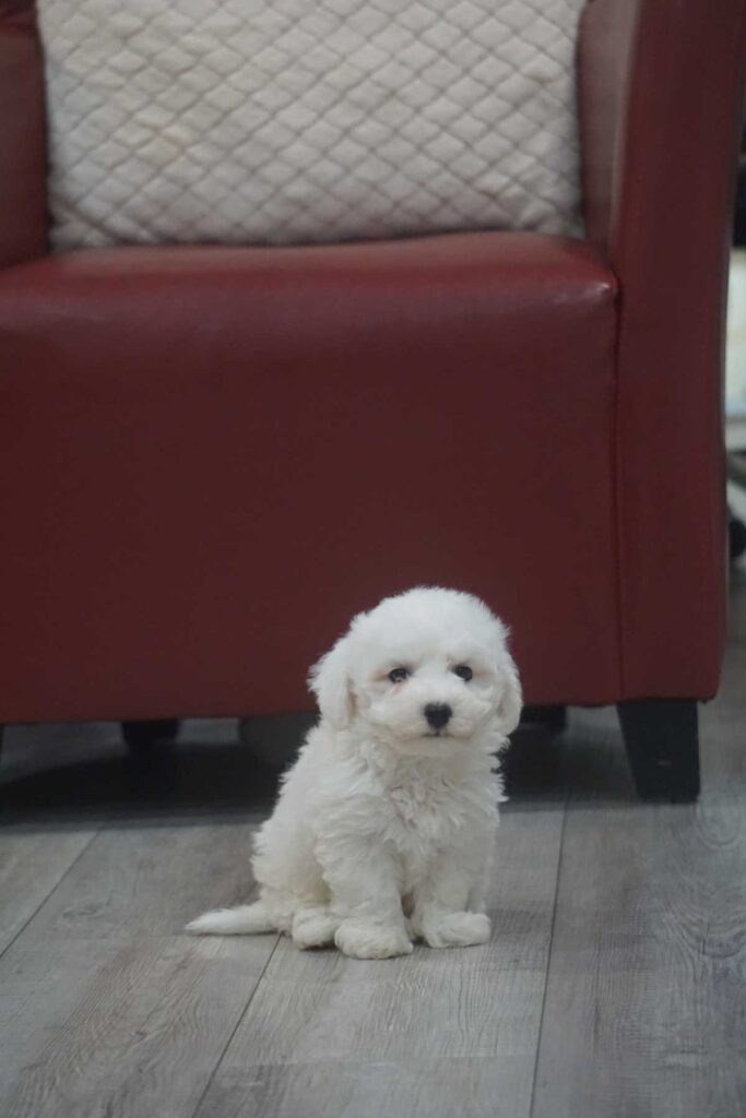 Bichon frisé puppy
