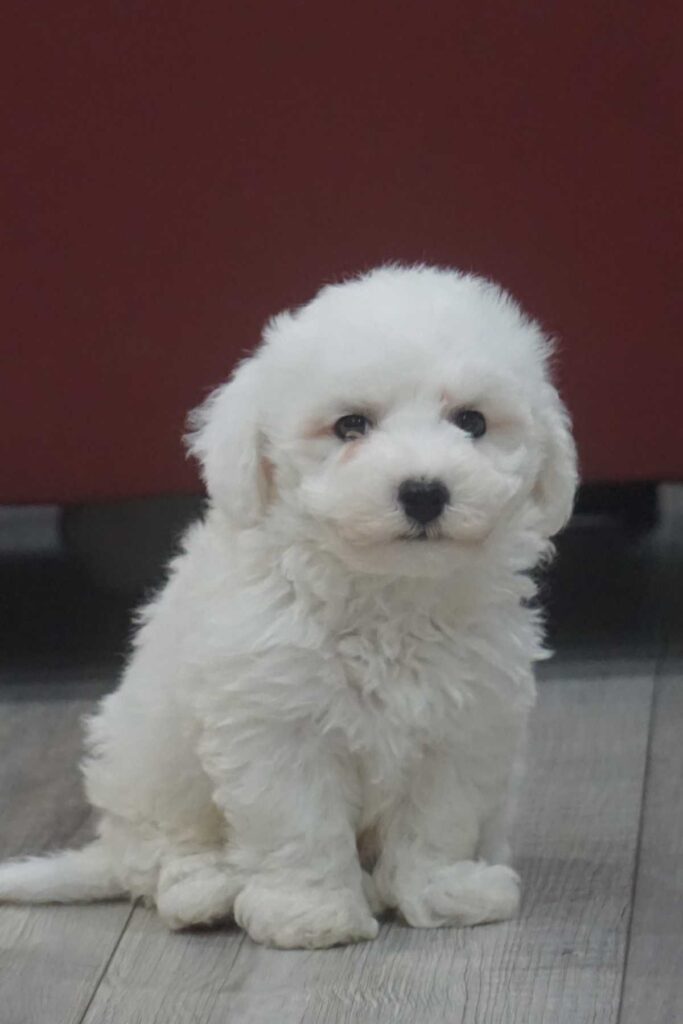 Bichon frisé puppy