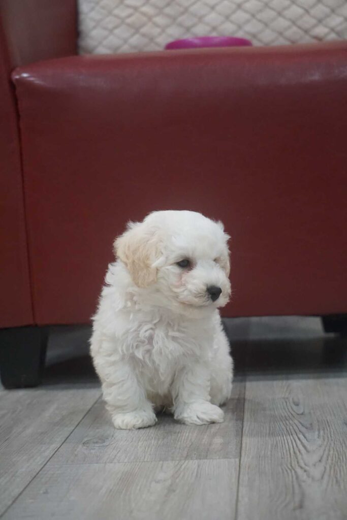Bichon frisé puppy
