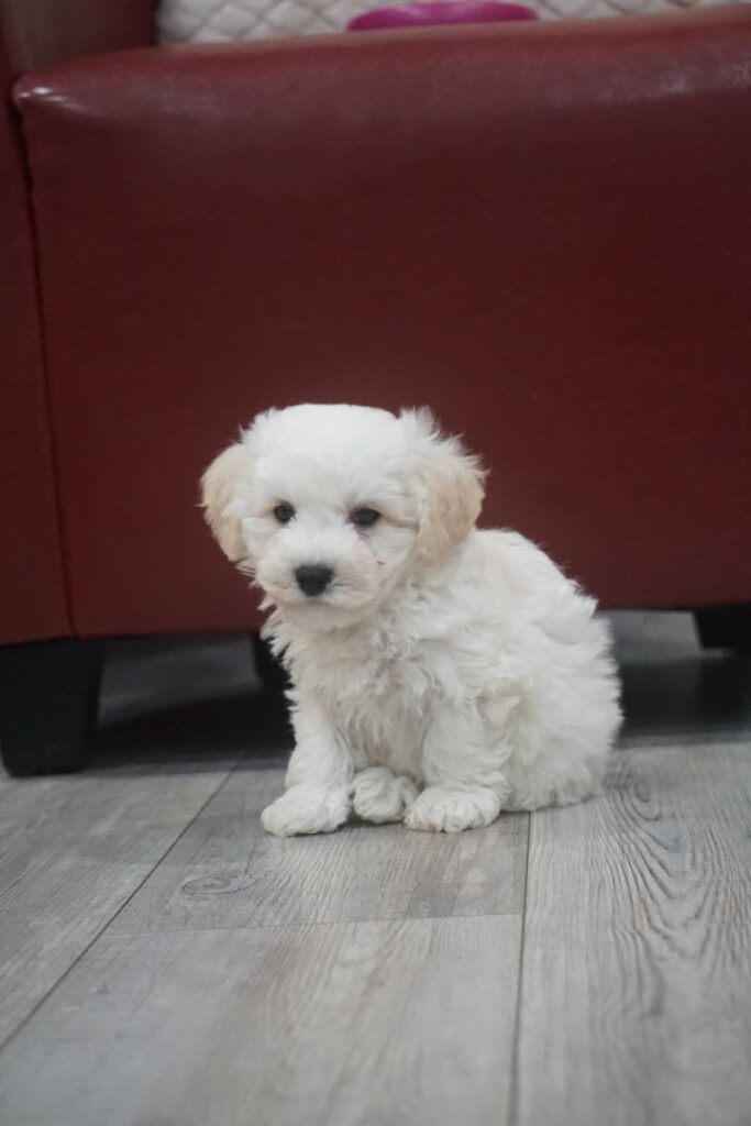 Bichon frisé puppy