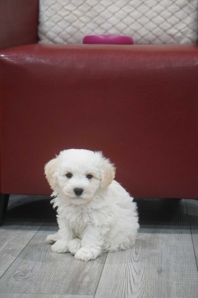 Bichon frisé puppy