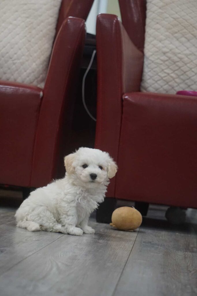 Bichon frisé puppy