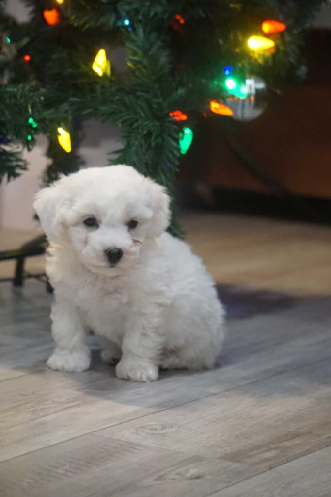Bichon frisé puppy