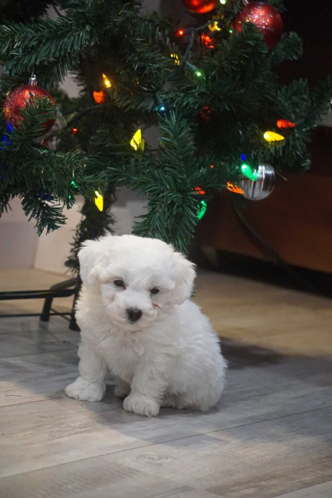 Bichon frisé puppy