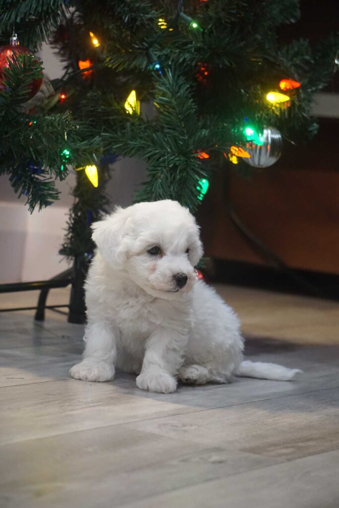 Bichon frisé puppy