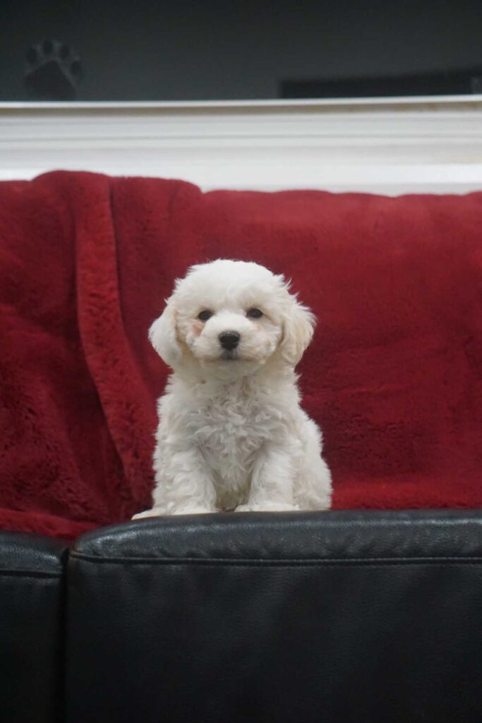 Bichon Frisé puppy