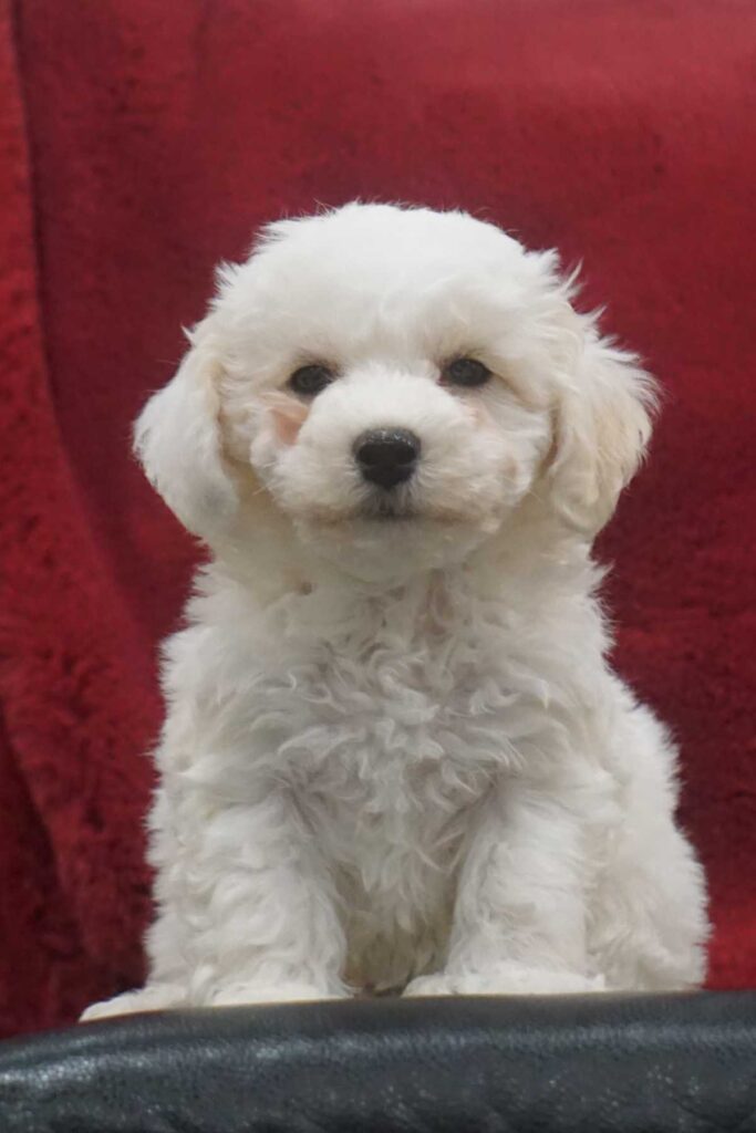 Bichon Frisé