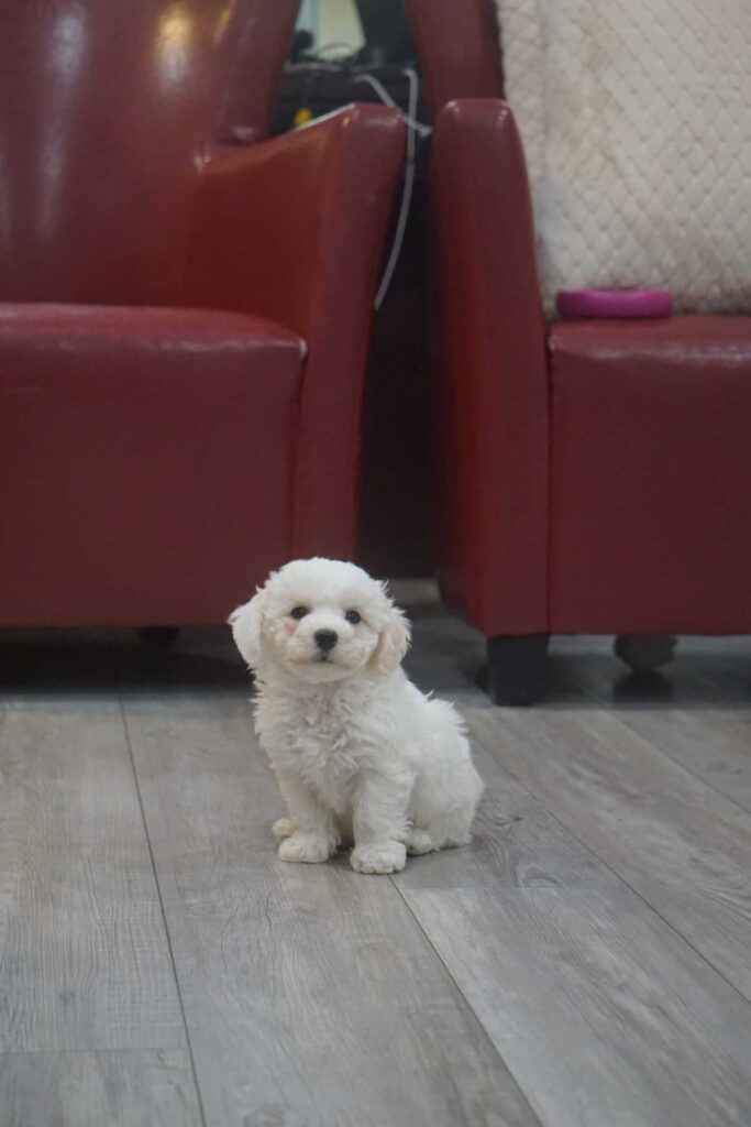 Bichon Frisé