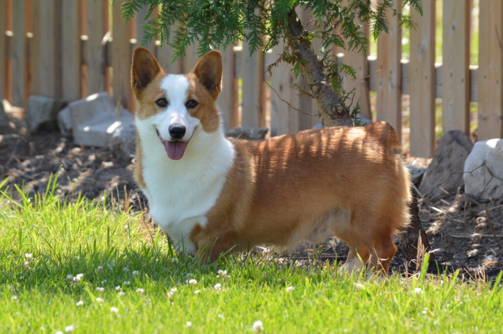 Corgi puppies with breeder at Maple Haven Kennel