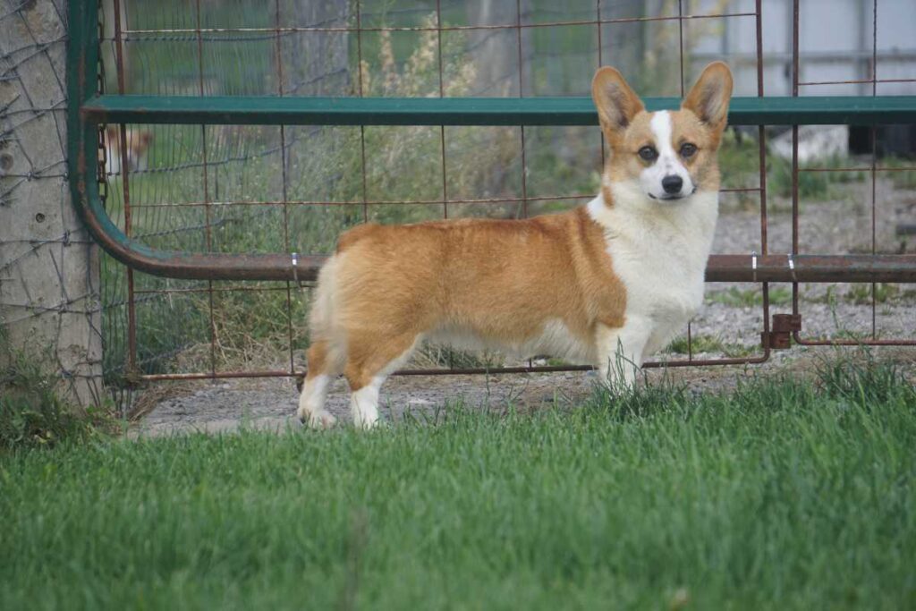 corgi