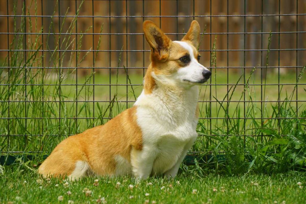 corgi